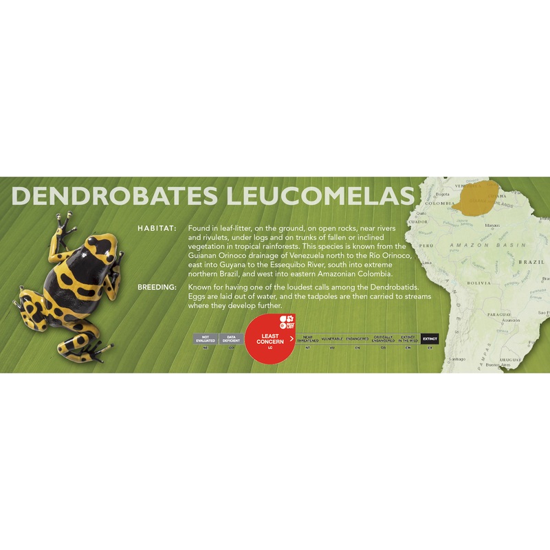 Dendrobates leucomelas – Classic Vivarium Label Standard