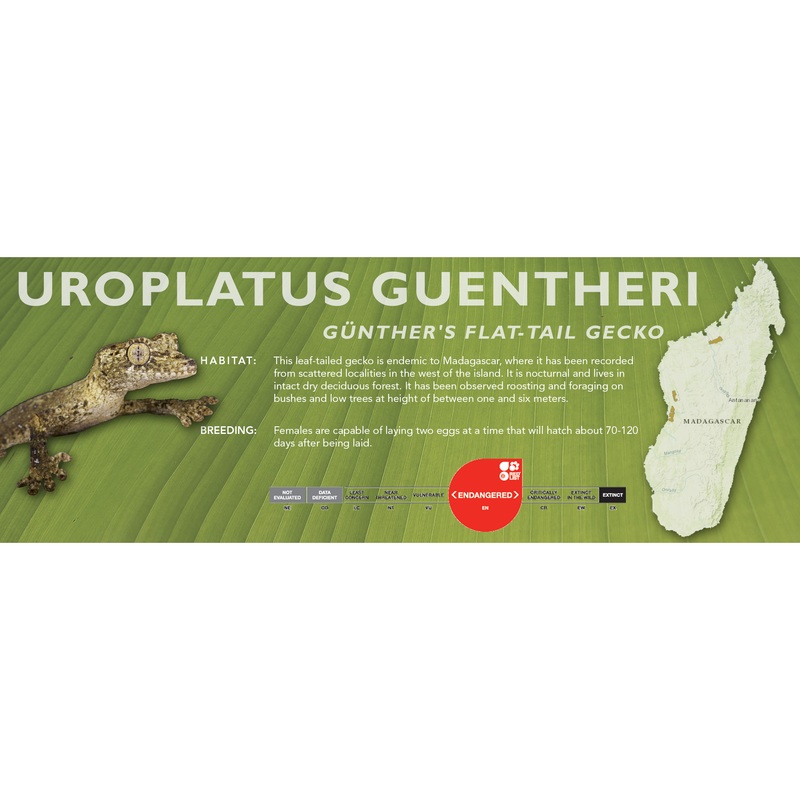 Gnther’s Flat-Tail Gecko (Uroplatus guentheri) Classic Vivarium Label
