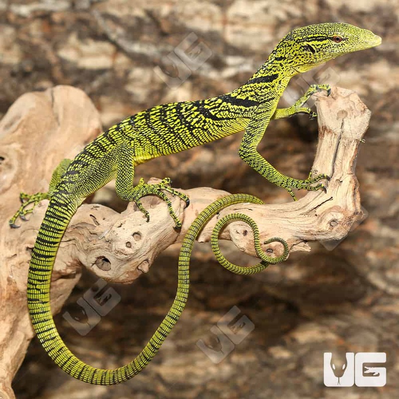 Juvenile Yellow Tree Monitor Pair