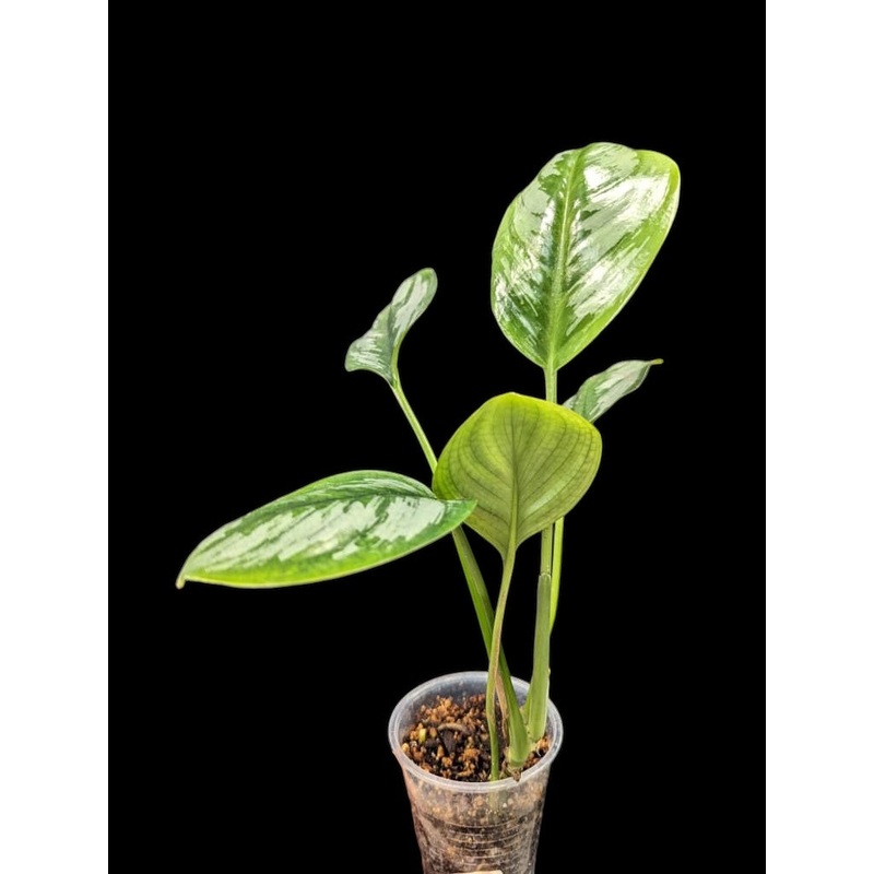 Scindapsus officinalis Small