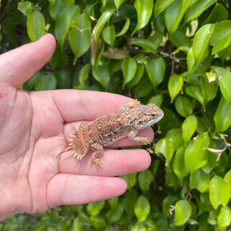 Shield Tailed Agama