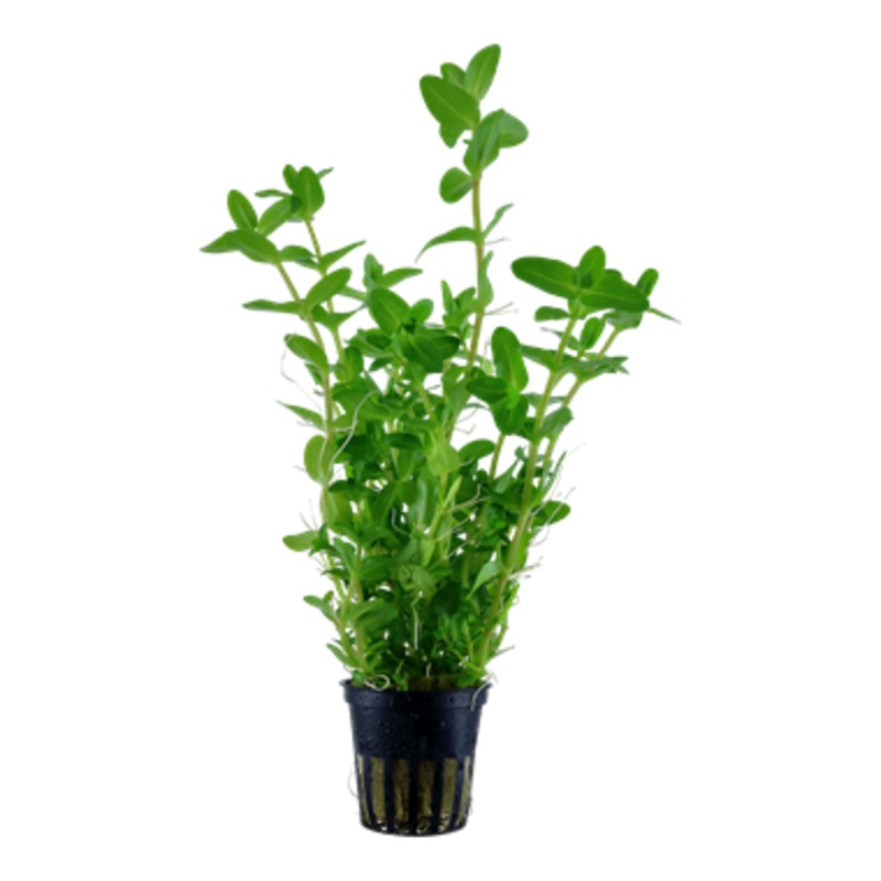 Tropica Bacopa caroliniana – Potted