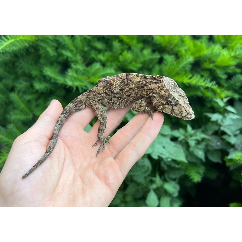 Adult Cuban False Chameleon Male