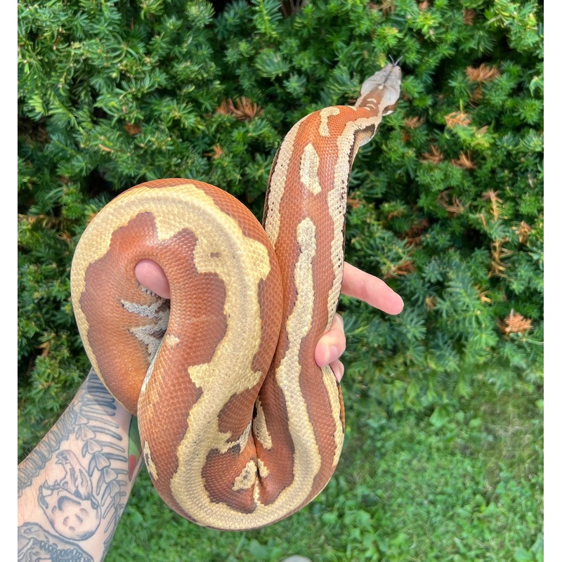 Adult Striped Blood Python (Male)