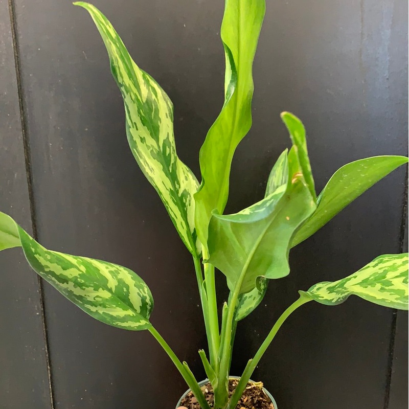 Aglaonema Miss Juliette 6″ pot