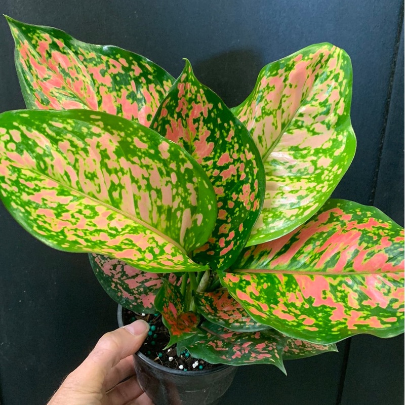 Aglaonema Valentine 4″Pot