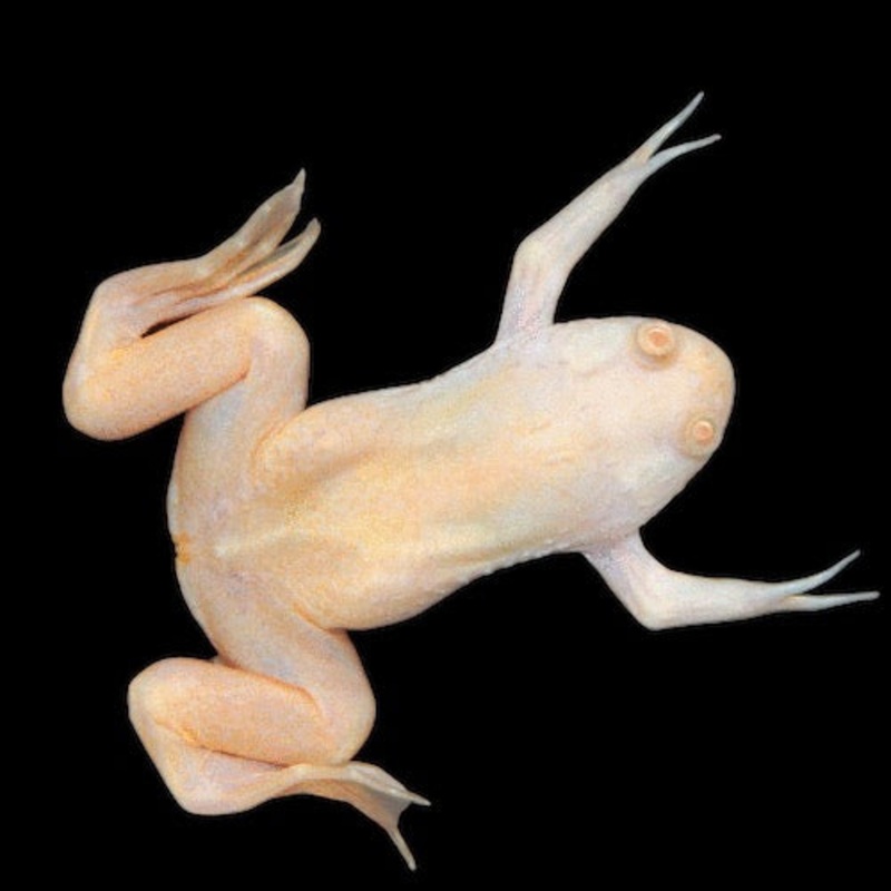 Albino African Clawed Frog