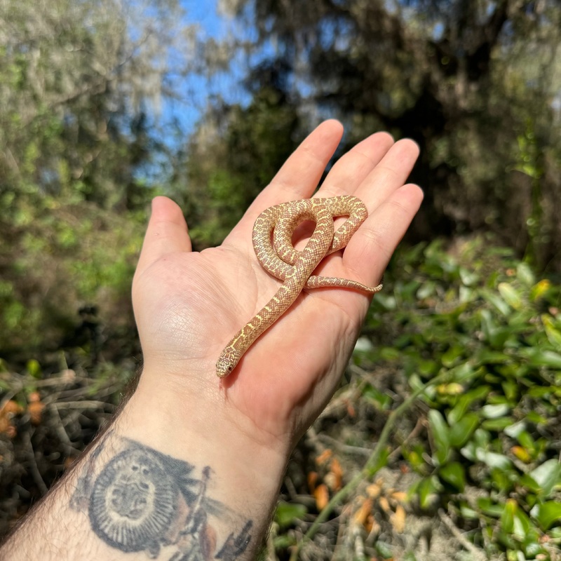 Baby Albino Brooks Kingsnake Male