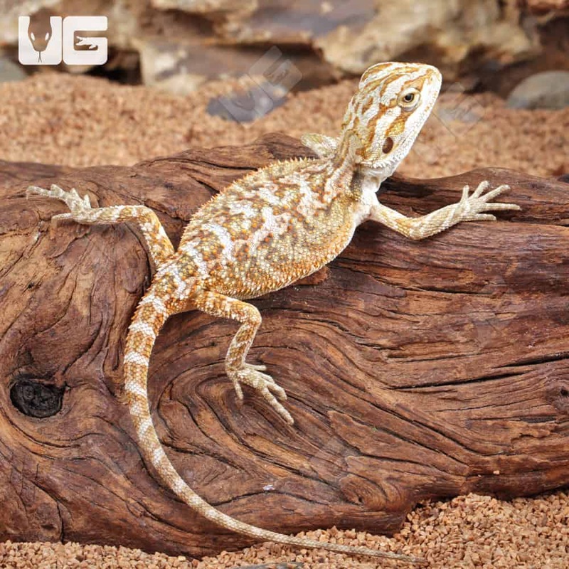 Baby Citrus Bearded Dragon