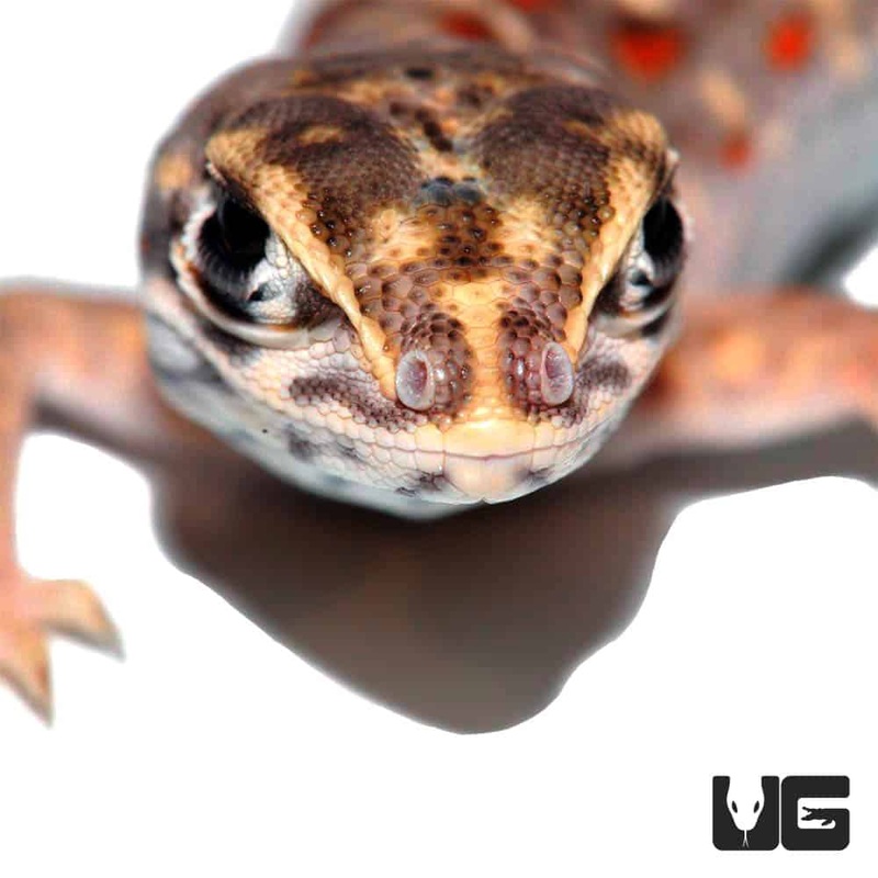Baby Leopard Lizards For Sale