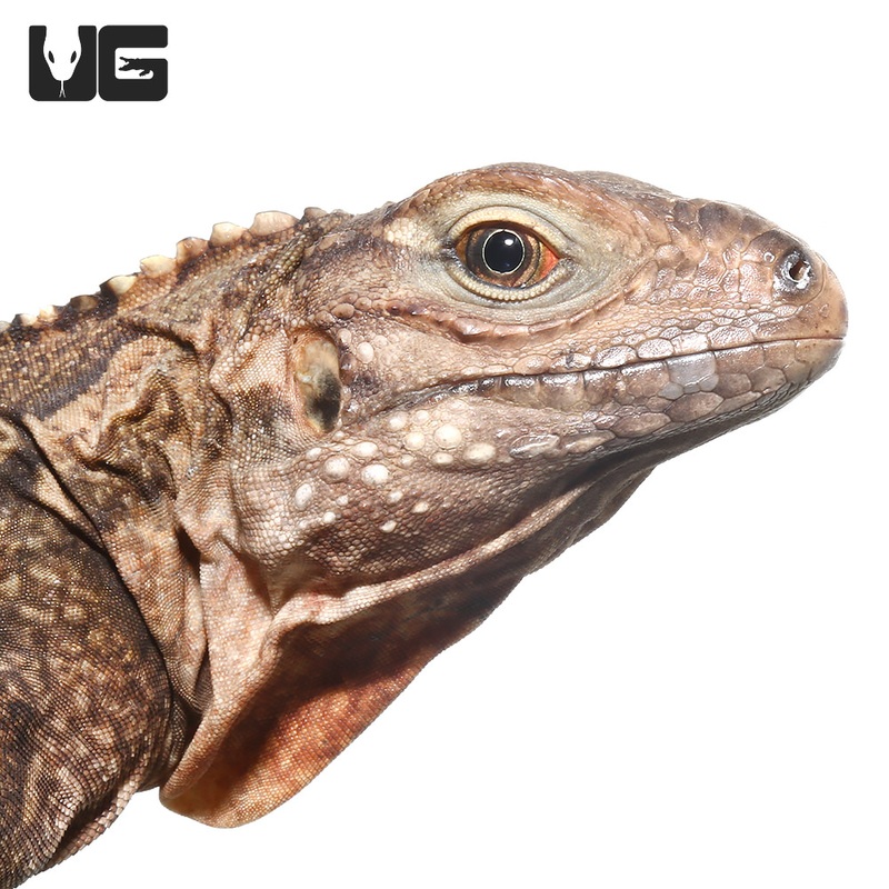 Cayman Brac Iguanas For Sale
