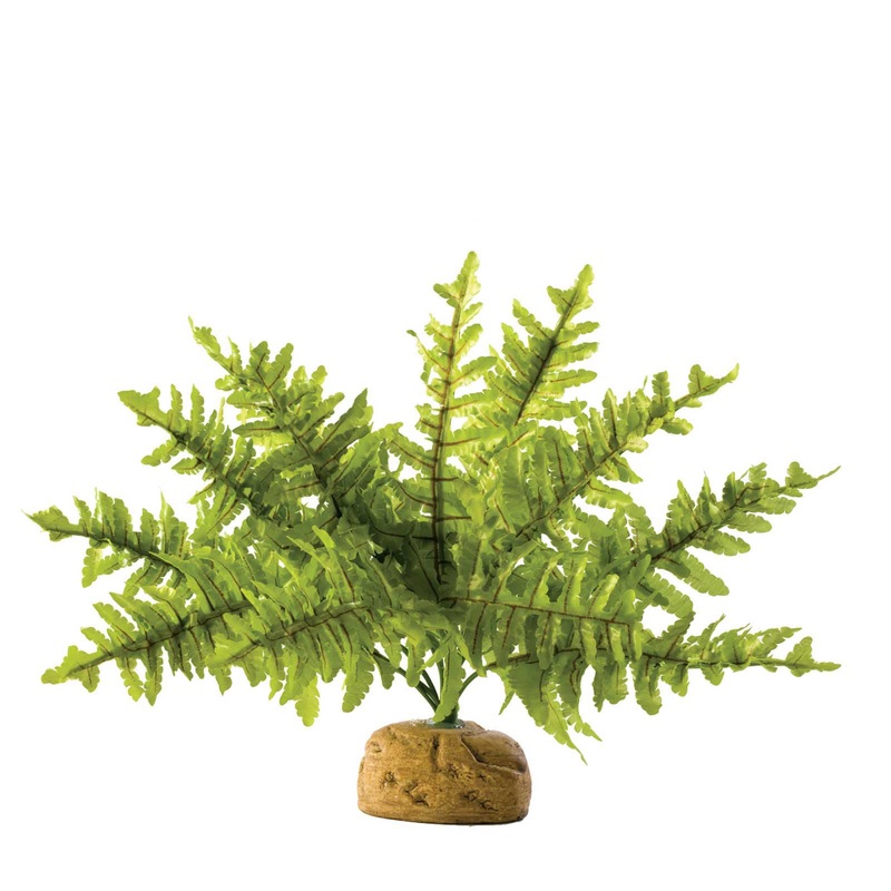 Exo Terra Rainforest Plants Sml Tropical Fern