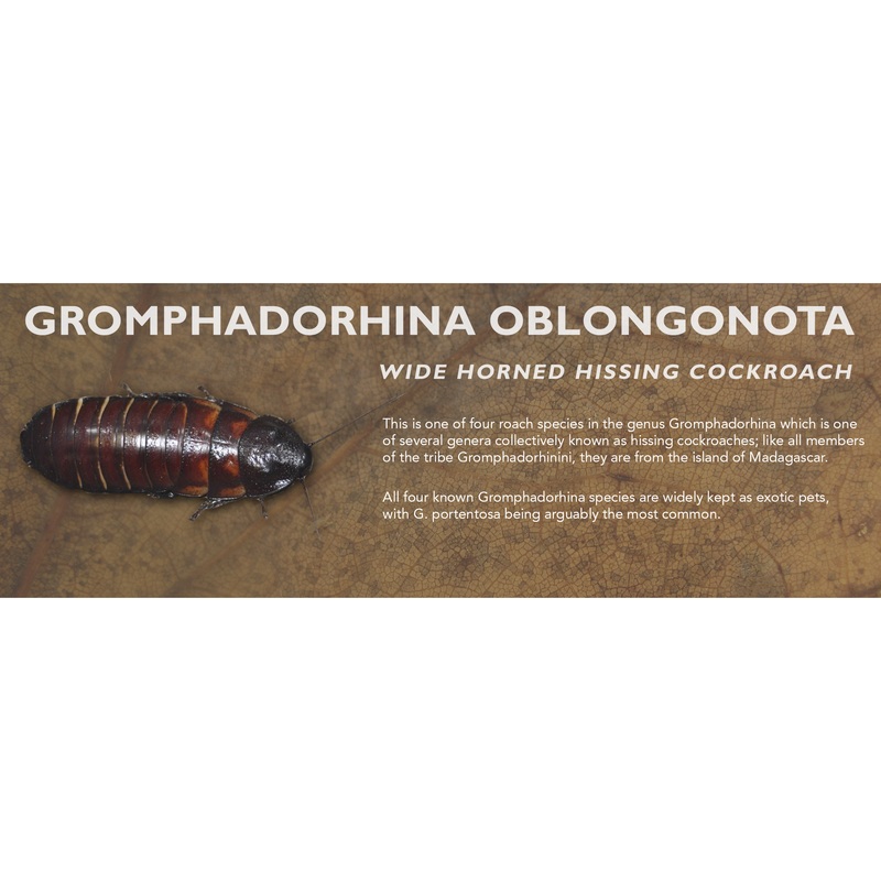 Gromphadorhina oblongonota (Wide Horned Hissing Cockroach) – Roach Label Standard Size 7″ x 2.5″
