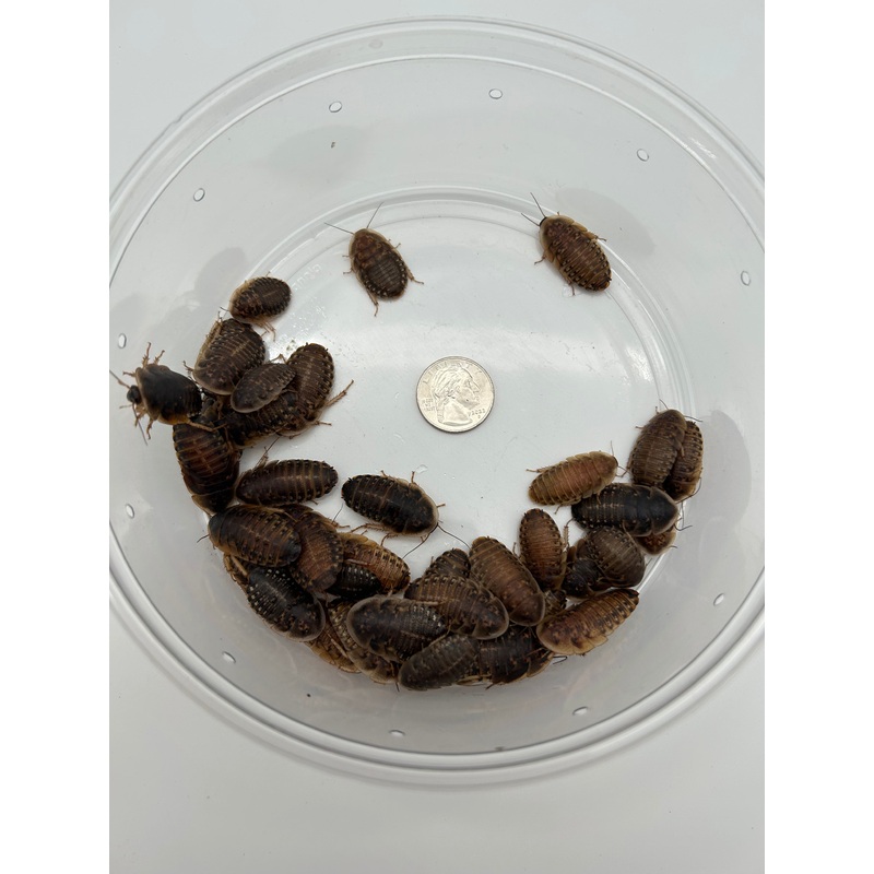 Large Dubia Roaches