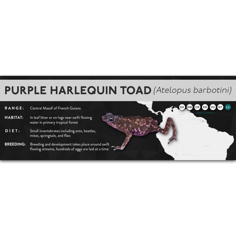 Purple Harlequin Toad (Atelopus barbotini) – X Label Laminated Paper