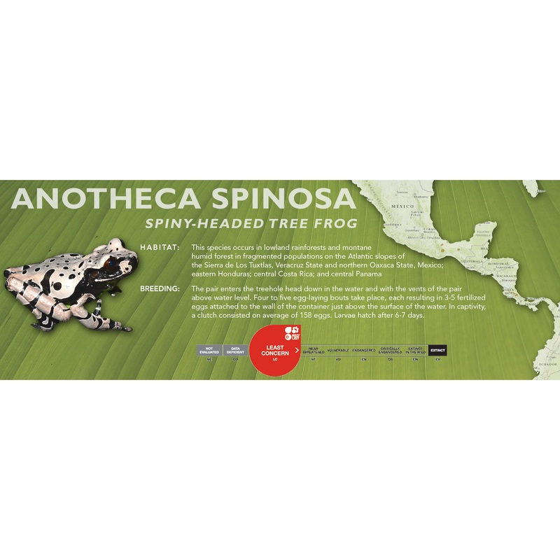Spiny-Headed Tree Frog (Anotheca spinosa) – Classic Vivarium Label