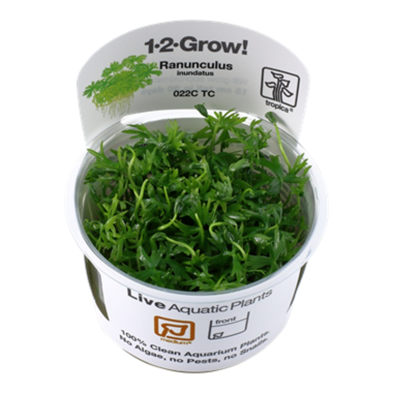 Tropica Ranunculus inundatus 1-2-Grow