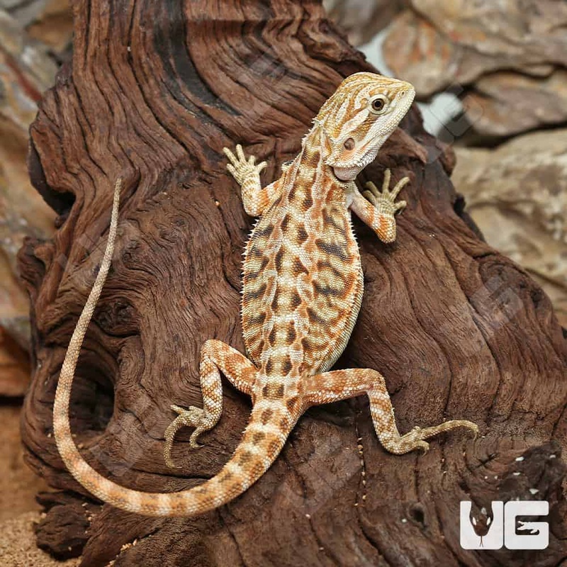 6 – 8 Inch Inferno Leatherback Bearded Dragons For Sale