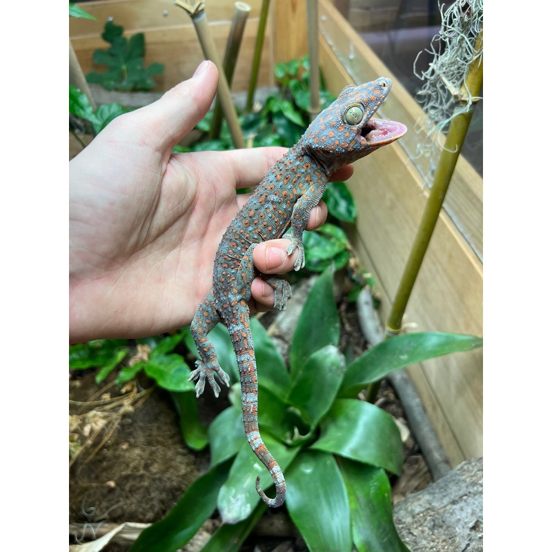 Adult Tokay Gecko (Female)