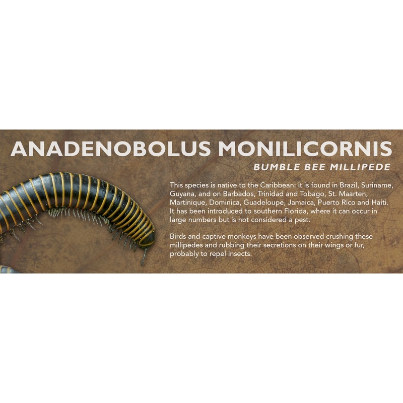 Anadenobolus monilicornis – Bumble Bee Millipede Label Standard Size 7″ x 2.5″
