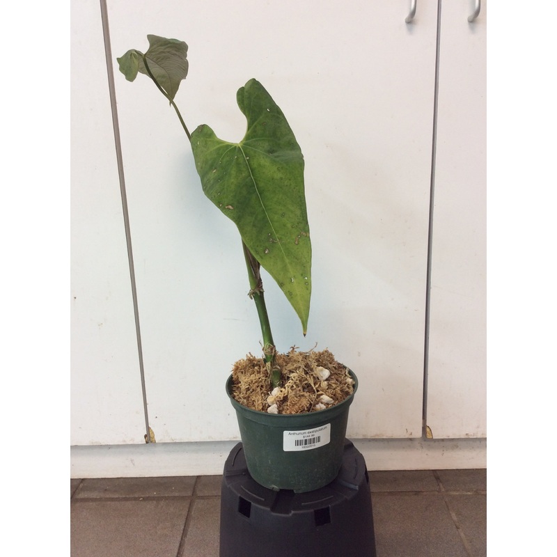 Anthurium exstipulatum