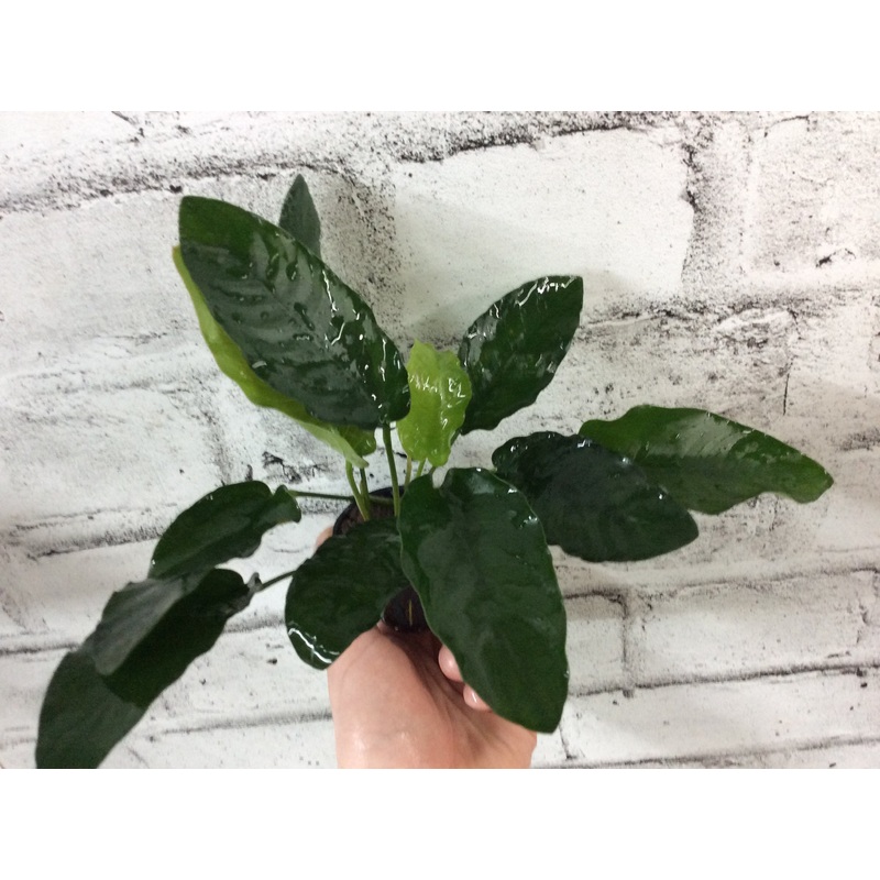 Anubias barteri var barteri Regular
