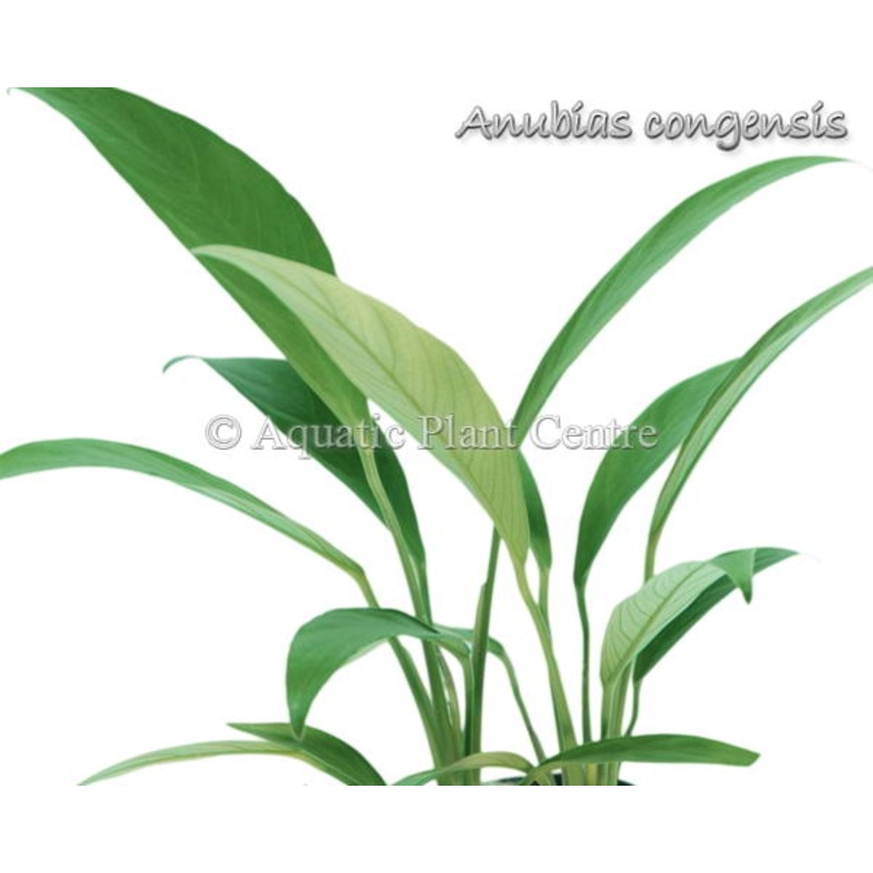 Anubias congensis