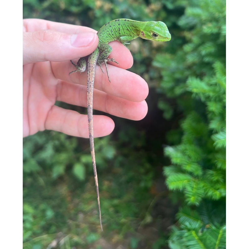 Baby Spiny Tailed Iguana