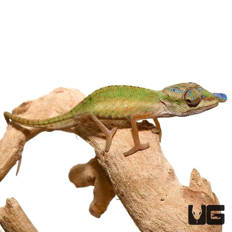 Blue Nose Chameleon (Calumma boettgeri) For Sale