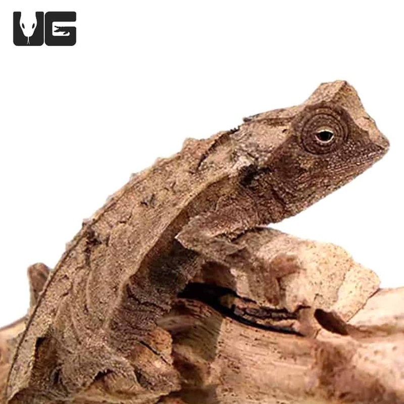 Brookesia brygooi For Sale