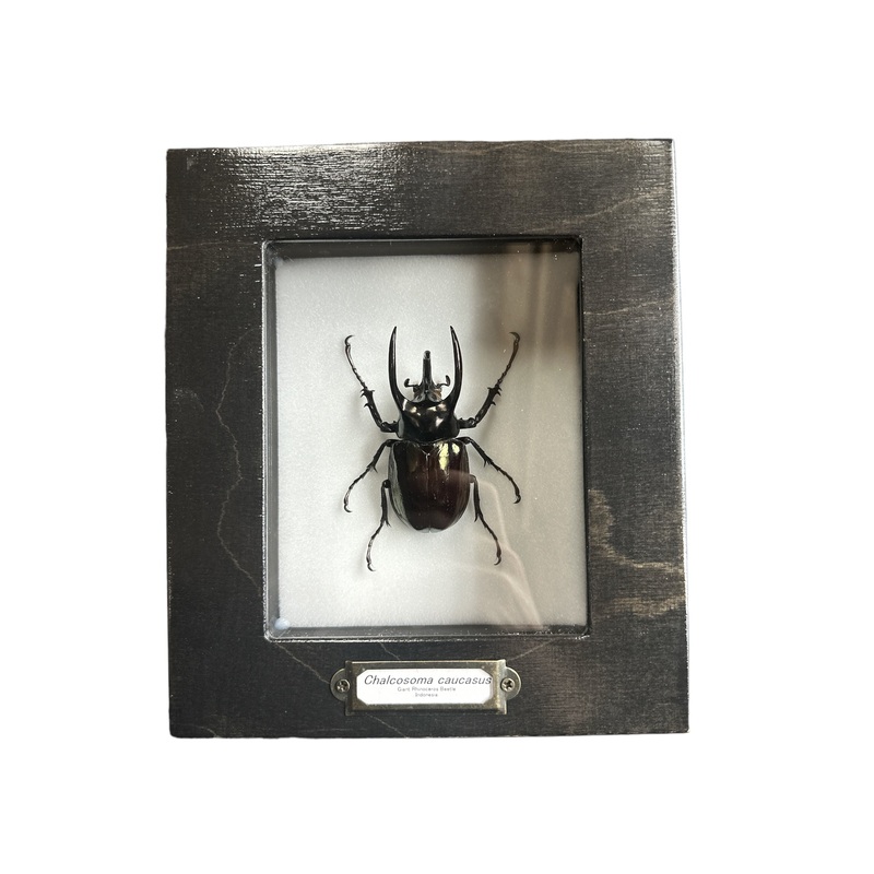 Caucasus Beetle (Chalcosoma caucasus) Framed 4×5″ Frame