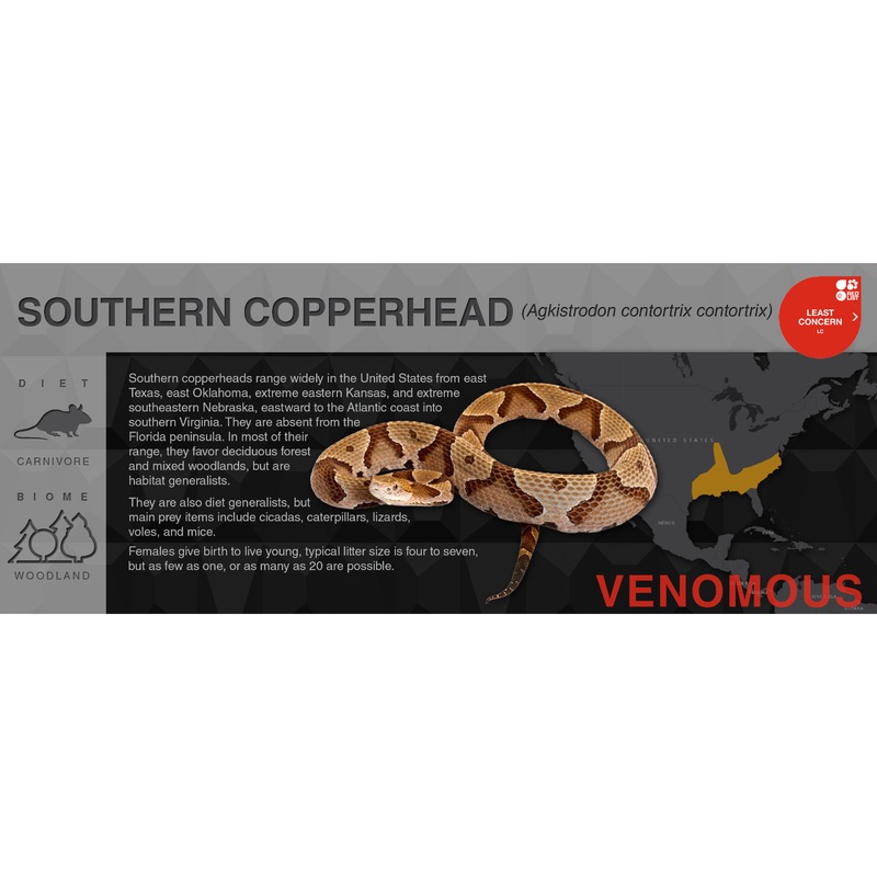 Copperhead (Agkistrodon contortrix) – Black Series Vivarium Label Black Southern (Contortrix)