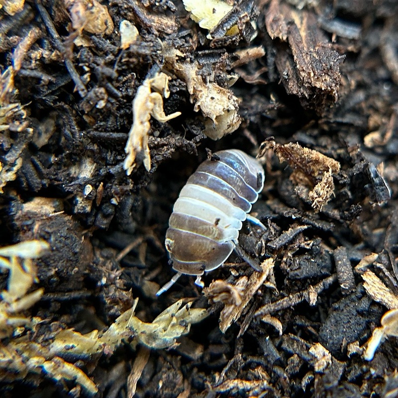 Cubaris sp. Panda King