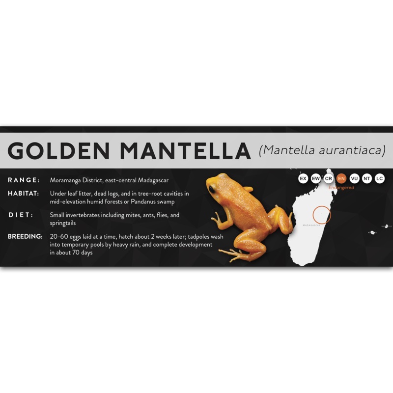 Golden Mantella (Mantella aurantiaca) – X Label Laminated Paper