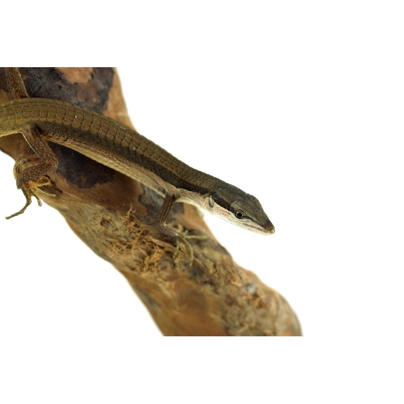 Long Tail Grass Lizard