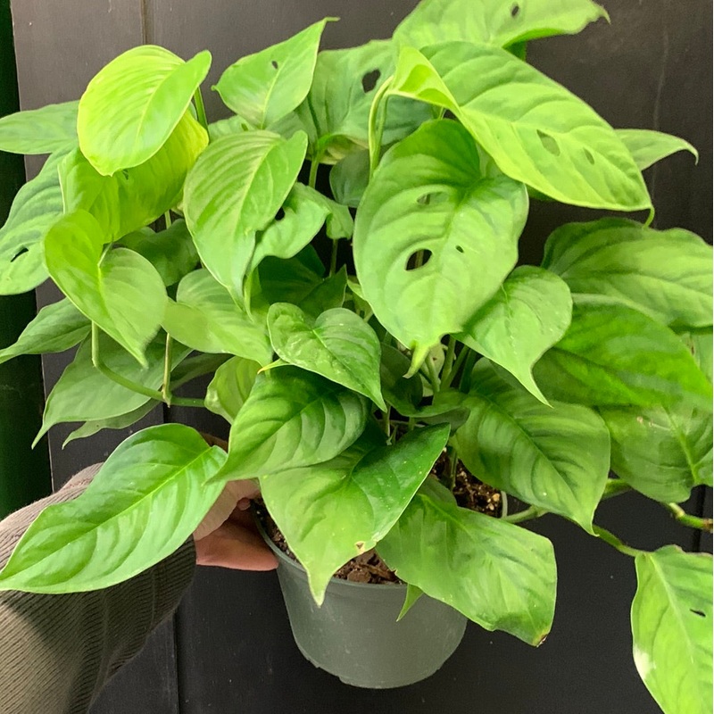 Monstera Laniata 6″ Pot