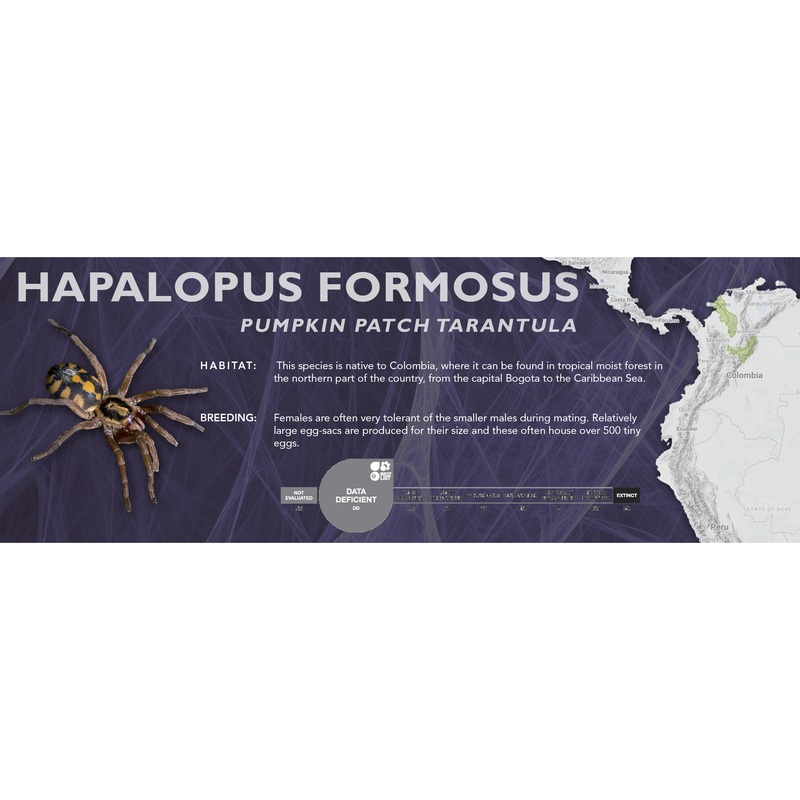 Pumpkin Patch Tarantula (Hapalopus formosus) – Classic Vivarium Label