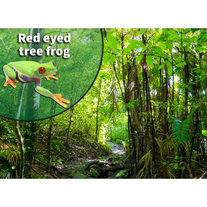 Red-eyed Tree Frog (Agalychnis callidryas) Bioactive Vivarium Kit 12 x 12 x 18