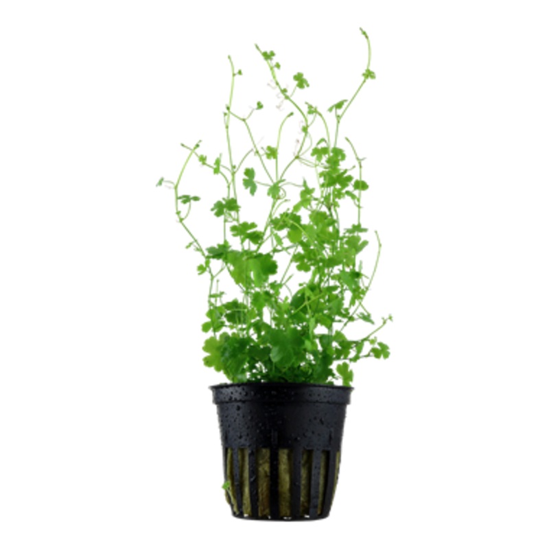 Tropica Hydrocotyle tripartita