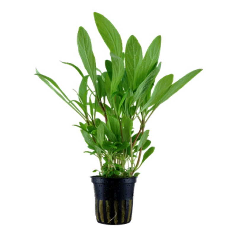 Tropica Hygrophila costata – Potted