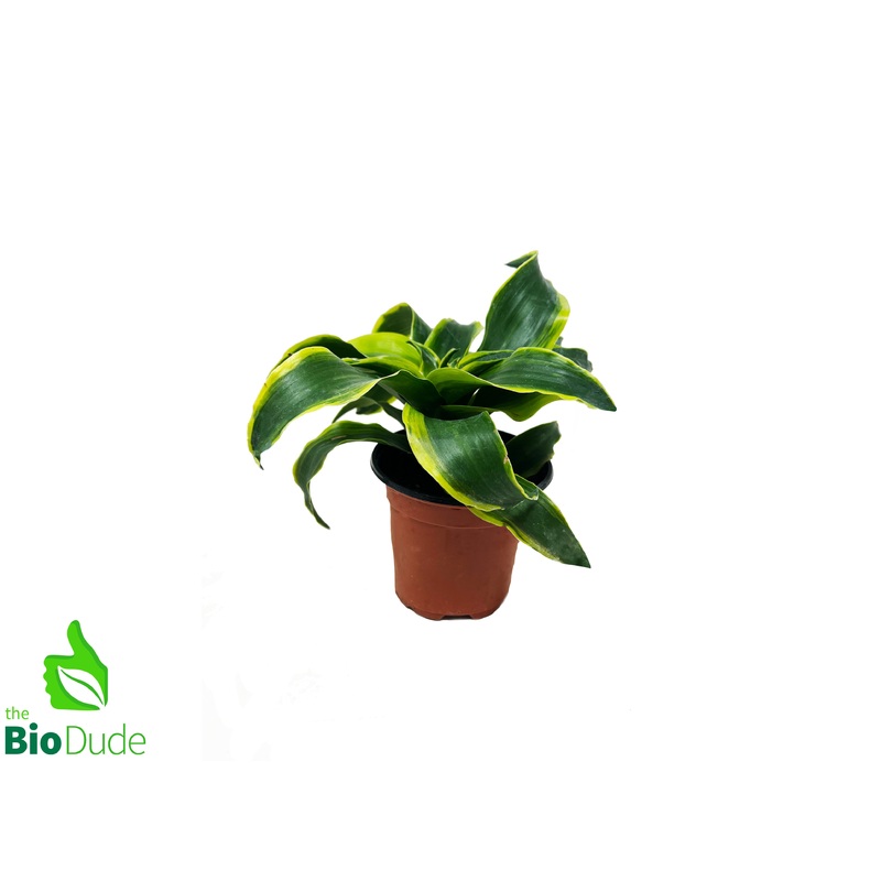 4″ Pot Dracaena Tornado