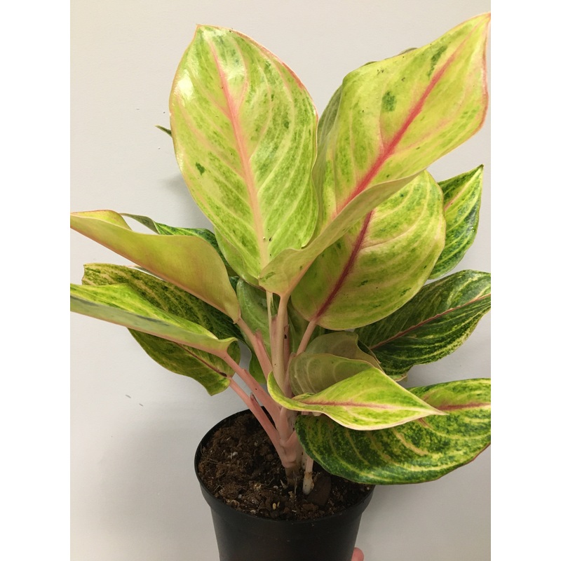 Aglaonema ‘Golden Fluorite’ 4 inch