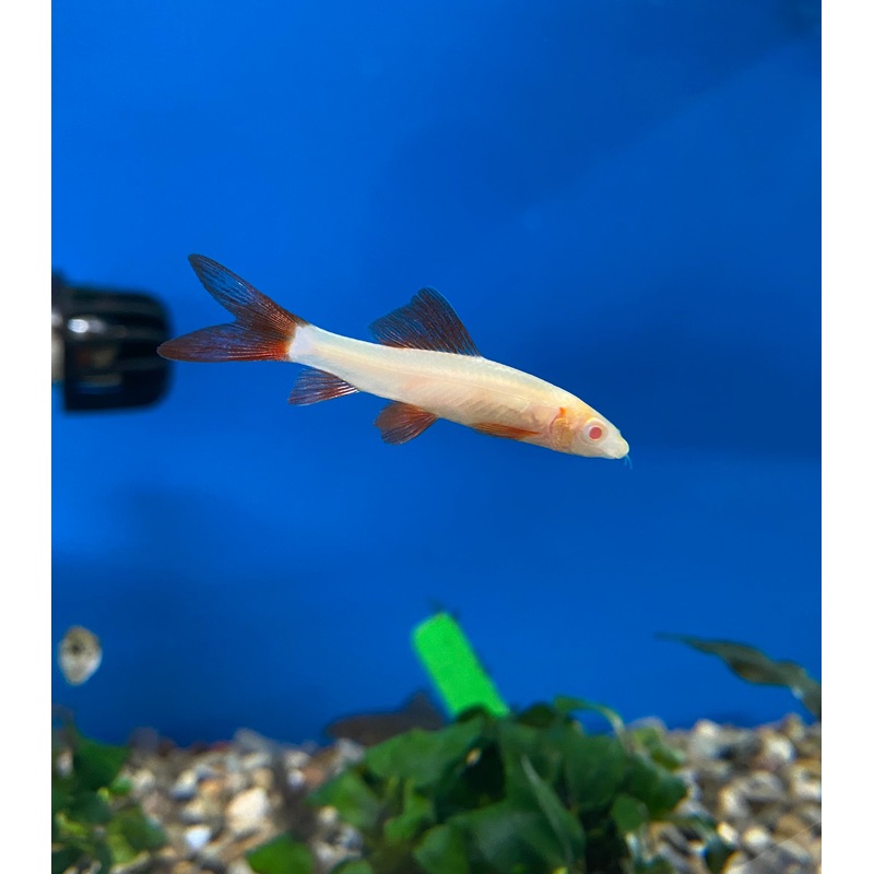 Albino Rainbow Shark
