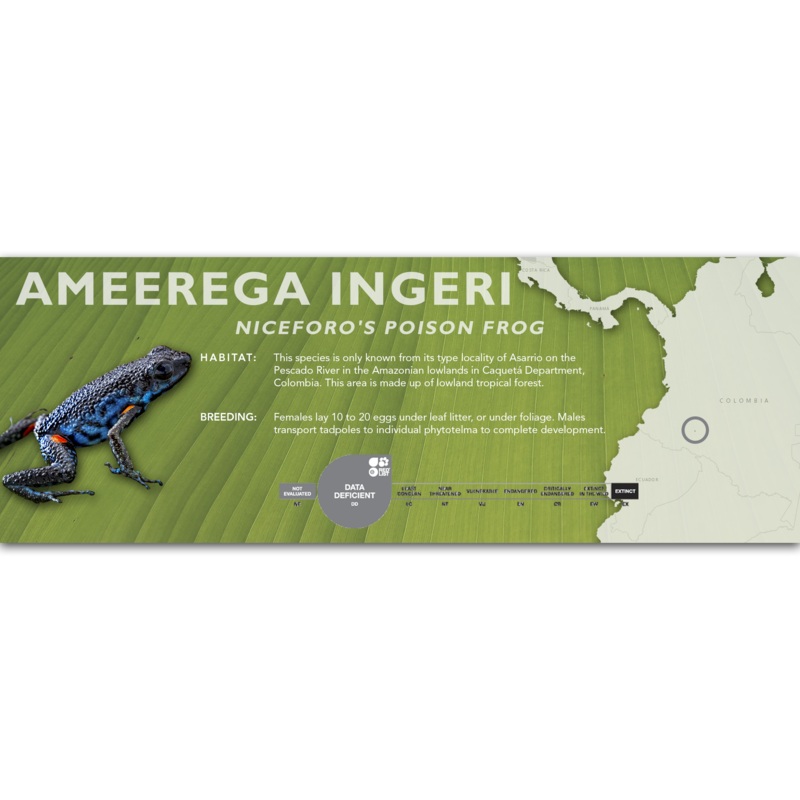Ameerega ingeri – Classic Vivarium Label