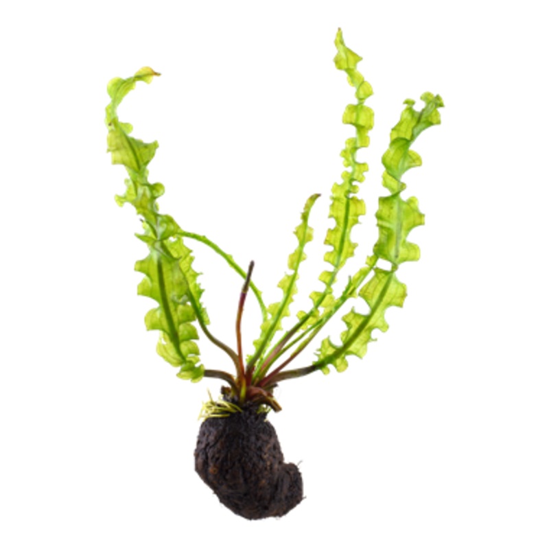 Aponogeton longiplumulosus Bulb