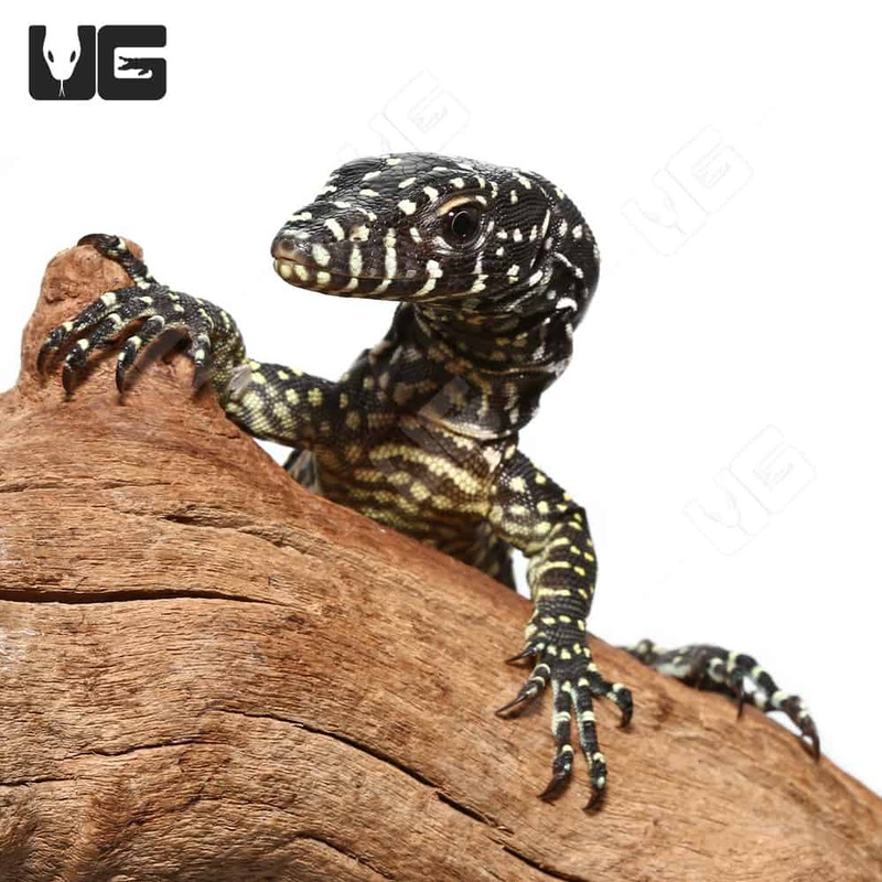 Baby Blue Tail Monitor For Sale