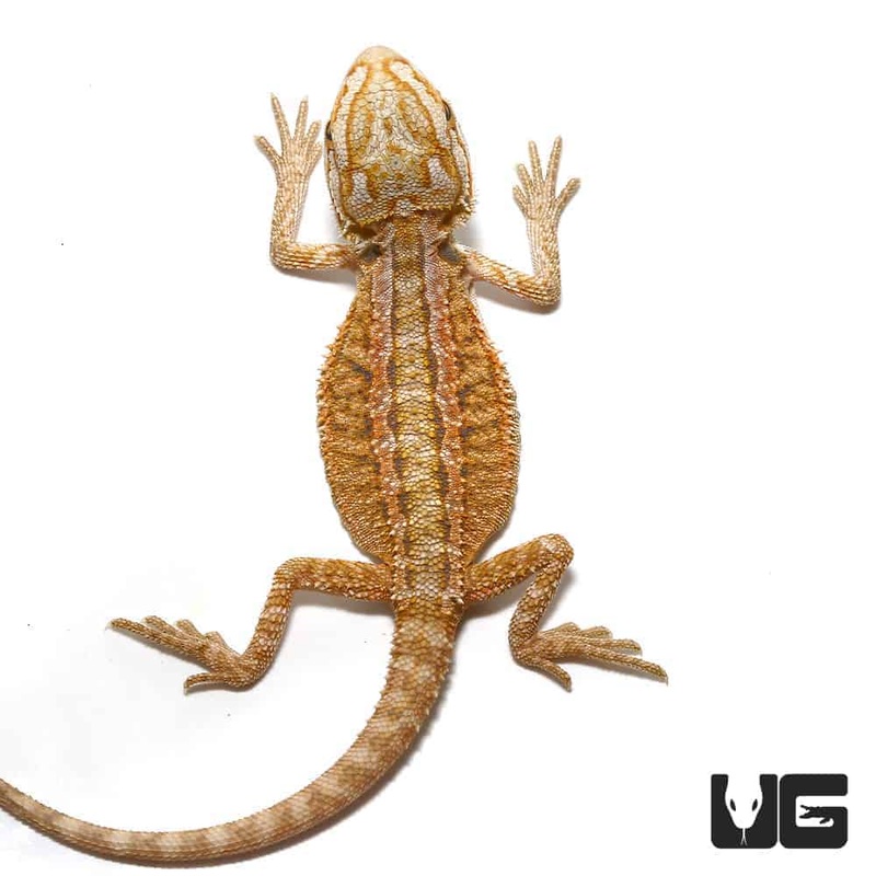Baby Hypo Leatherback Bearded Dragons For Sale