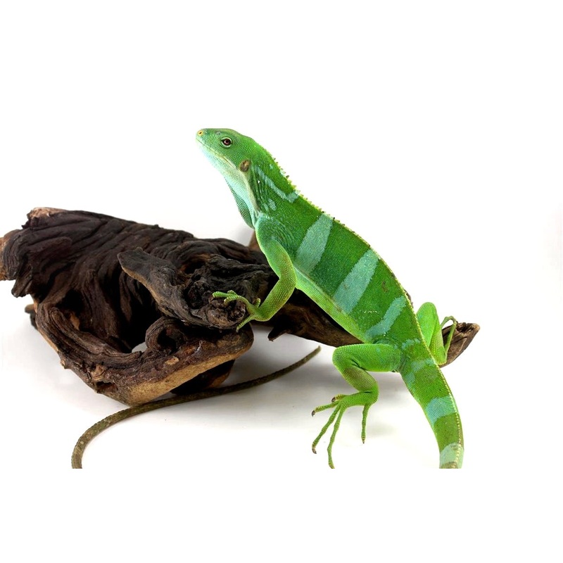 Banded Fiji Iguana