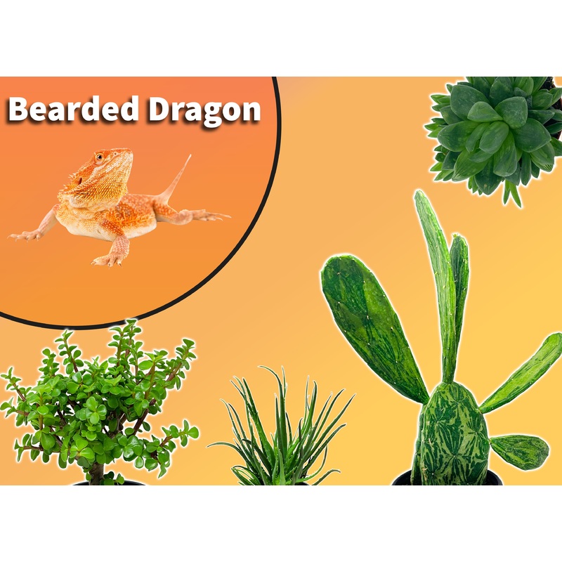 Bearded Dragon Starter Plant Pack