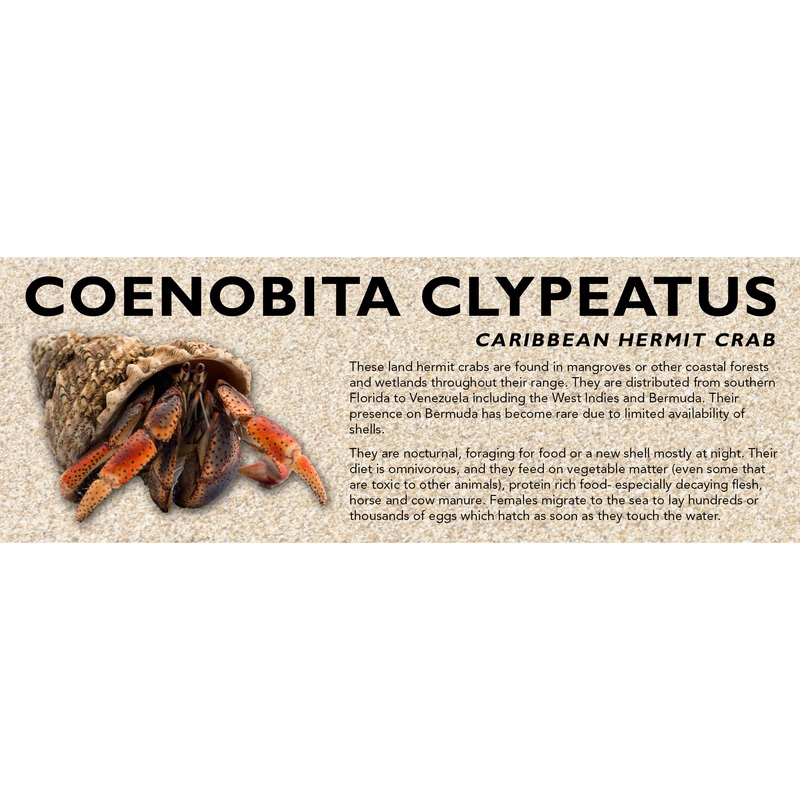 Caribbean Hermit Crab (Coenobita clypeatus) Classic Vivarium Label Standard Size 7″ x 2.5″